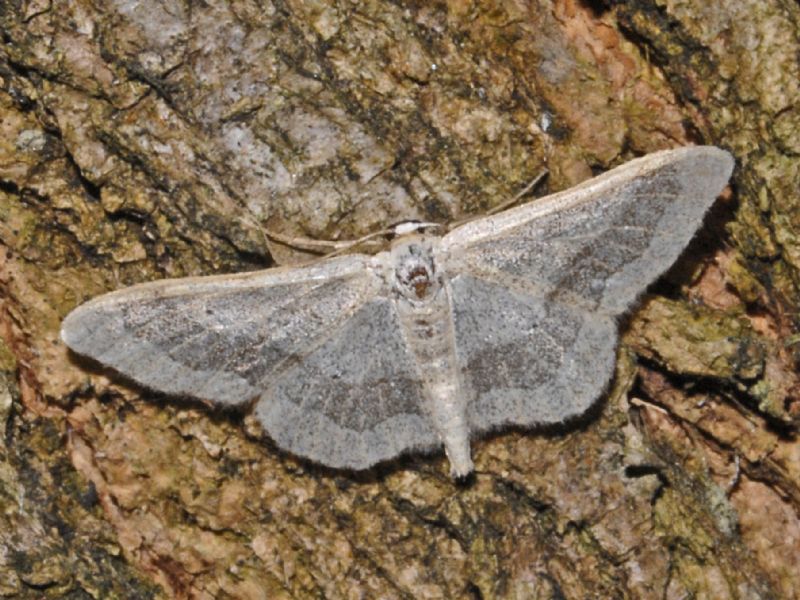Una falena sulla corteccia - Idaea aversata, Geometridae